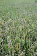 Rice plants in the fields are ready to harvest