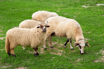Obraz premium Sheep with lambs grazing grass (Ovis aries)