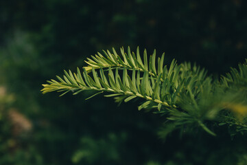 macro evergreen pine needles in the sunlight. High quality photo