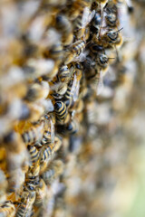 honey bees macro on honeycomb