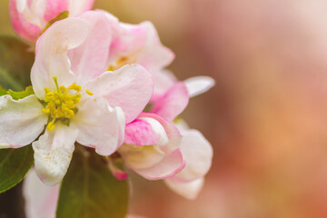 Obraz na płótnie Canvas Blossom Apple Tree in April on a transparent spring day in bright sunlight