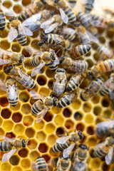 honey bees macro on honeycomb