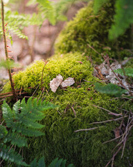 Macro photography of moss in the forest