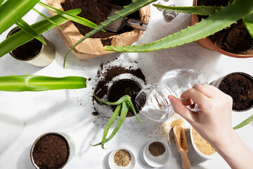 Girl watering planted succulent for home garden. Reuse of tin to grow plants. Zero waste, recycle,...