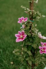 clematis pink champagne flowers blooming in the park. High quality photo