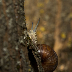 Grape snail early morning