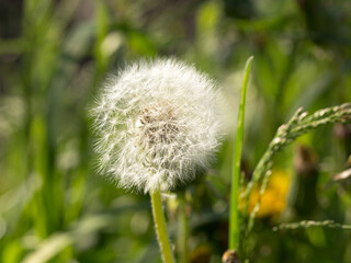 Field dandelion under the bright sun