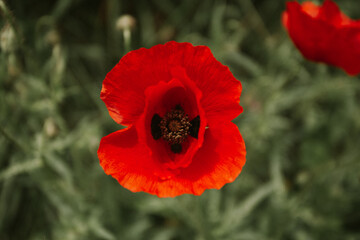 top view of single poppy flower in bloom. High quality photo