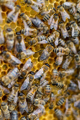 honey bees macro on honeycomb