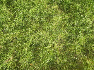 green grass background
