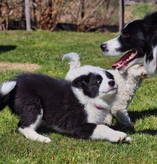 Border Collie Puppy Plays with its Mom with White Dog Behind it in the Garden in Czech Republic.