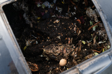 Kitchen Compost Bin with Food Scraps