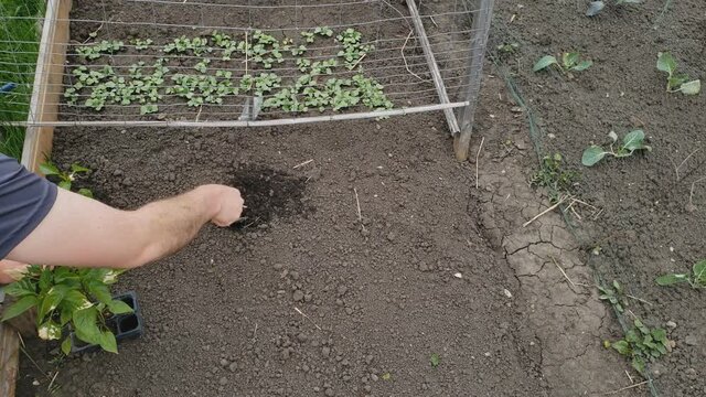Home gardening - Using small short spade to transplant hot mini pepper into back yard garden.