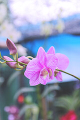 Beautiful orchid blooming in a formal garden. 