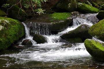 small waterfall in the forest