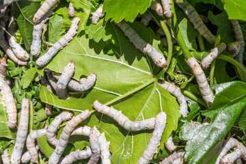 silkworm on green leaves