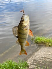 Fish perch hanging on a hook with a worm caught on a fishing trip.