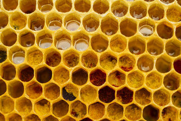 pollen in honeycombs close up