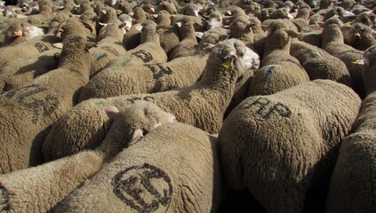 Flock of sheep at the transhumance festival in Madrid - obrazy, fototapety, plakaty