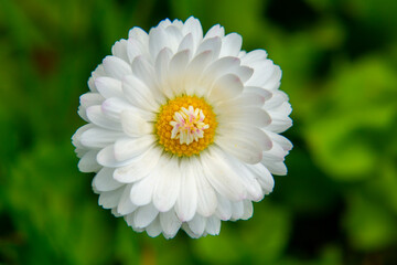 Bellis annua, the annual daisy, plant species in the genus Bellis. Beautiful wild daisy flowers in the garden.