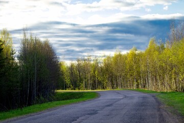 Fototapeta premium Asphalt road in the forest against the evening sky