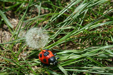 Figure of a ladybug made of plasticine in the grass. A dandelion is inserted into the ladybug.