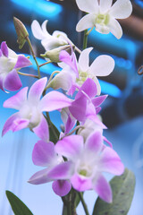 Fototapeta na wymiar Beautiful orchid blooming in a formal garden. 