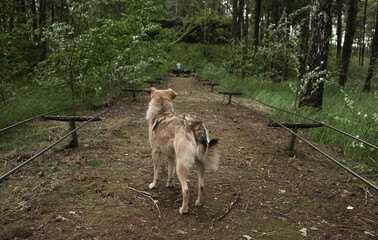 Dog in the forest 