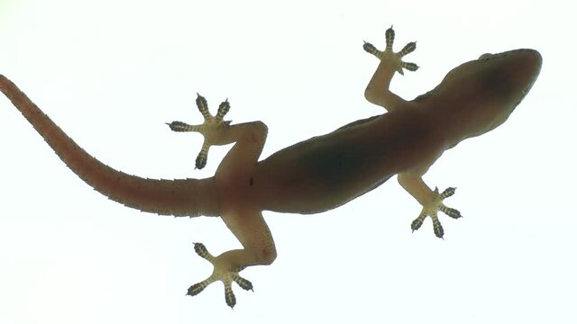 Extreme closeup of the underside of a tropical gecko showing his breathing.
