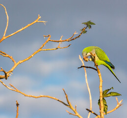 Parrot standing and eating peanut on a branch