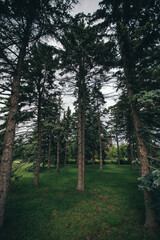 tall green pines in a city park. High quality photo