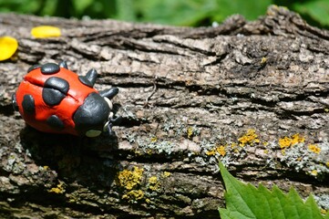 Figurine of a ladybug made of plasticine on a tree. A flower is inserted into the ladybug.