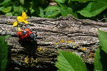 Obraz premium Figurine of a ladybug made of plasticine on a tree. A flower is inserted into the ladybug.