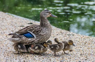 Female mallard with her baby chicks.