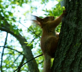 squirrel on a tree