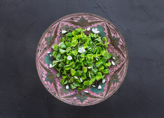 Oxalis in a old metal vase on a concrete background. Wood sorrel with white flowers edible plant...