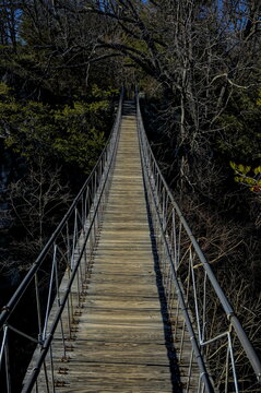 bridge in the forest © Dennis