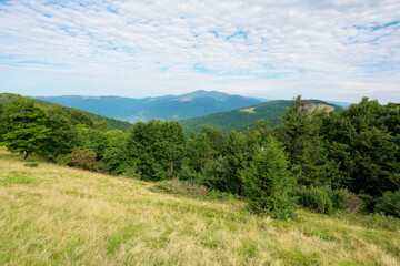 Naklejka premium green nature landscape in mountains. beautiful scenery with beech forest on the hill. high peak in the distance. beauty of carpathian ridges. cloudy weather