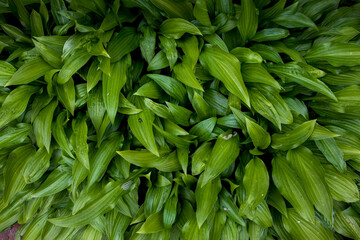 Green fresh leaves closeup in the natural environment
