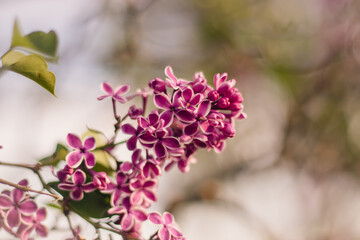 pink magnolia flowers