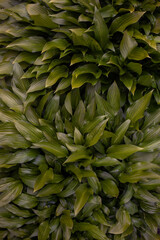 Fototapeta premium Green fresh leaves closeup in the natural environment