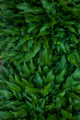 Naklejka na ściany i meble Green fresh leaves closeup in the natural environment