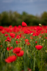 field of poppies