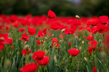 field of red tulips