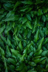 Green fresh leaves closeup in the natural environment