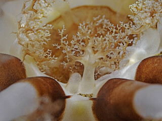 Tube anemone polyps in action