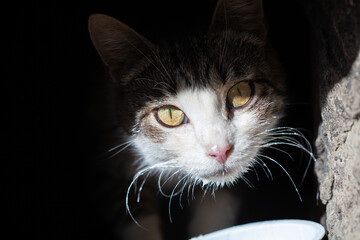  street cat in a bowl stained with sour cream © Fotograf