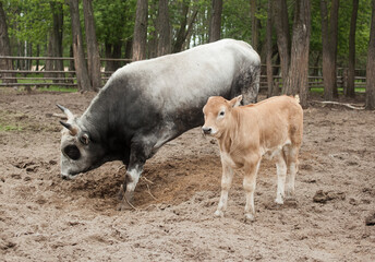 Cow farm with a calf and an old bull