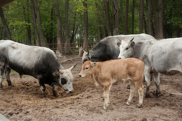 Cow farm with a calf and an old bull