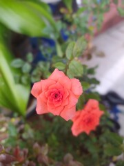 pink rose in garden
